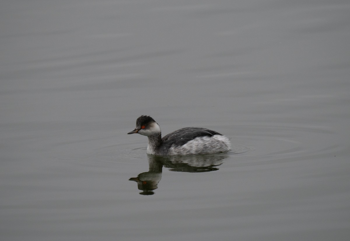 Eared Grebe - ML646285517