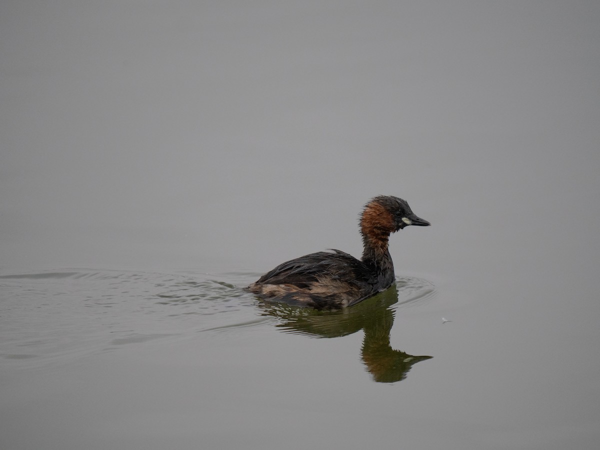 Little Grebe - ML646285518