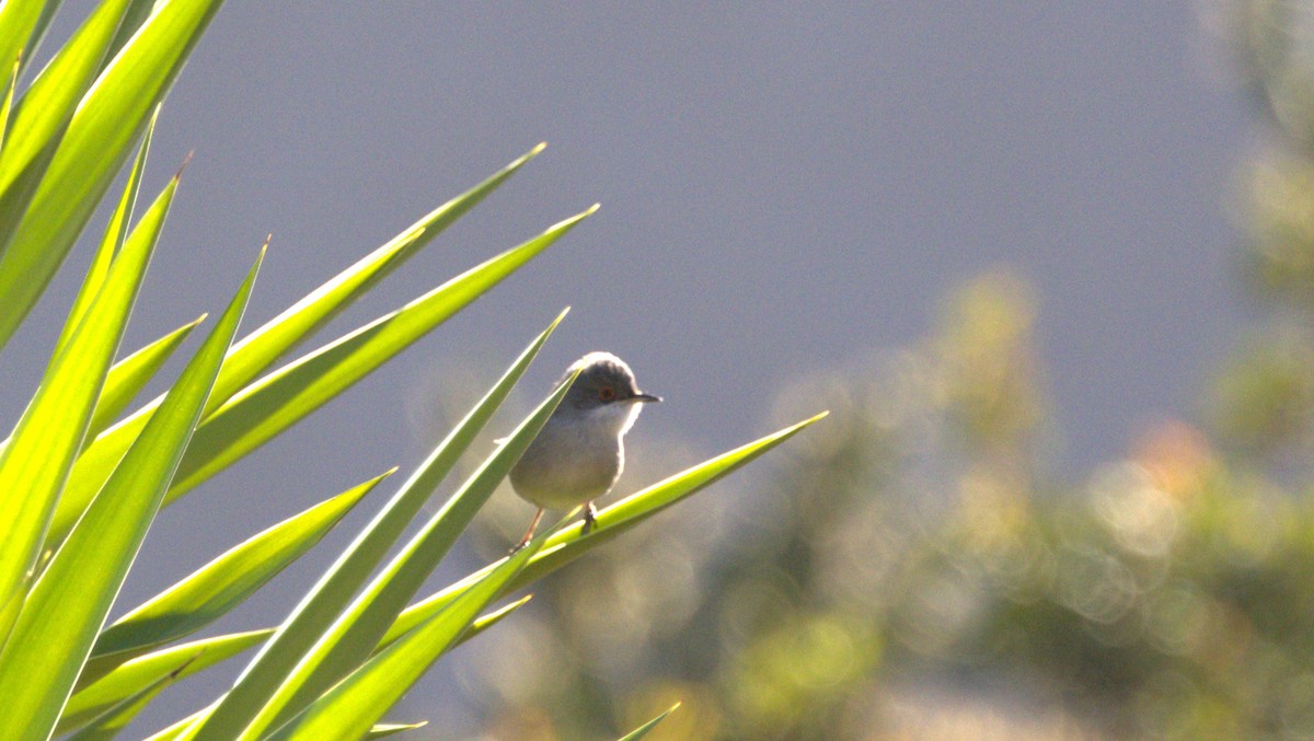 Samtkopf-Grasmücke - ML646285519