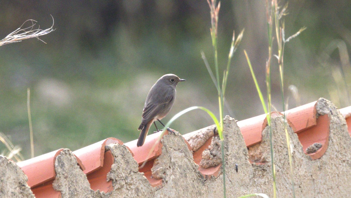 Black Redstart - ML646285522