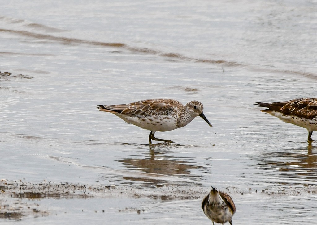 Great Knot - ML646285523