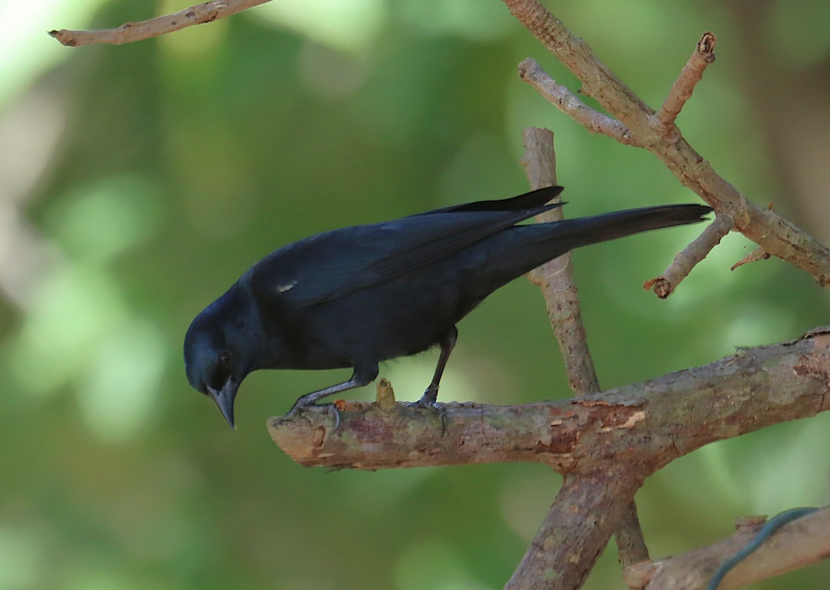Tawny-shouldered Blackbird - ML646285524
