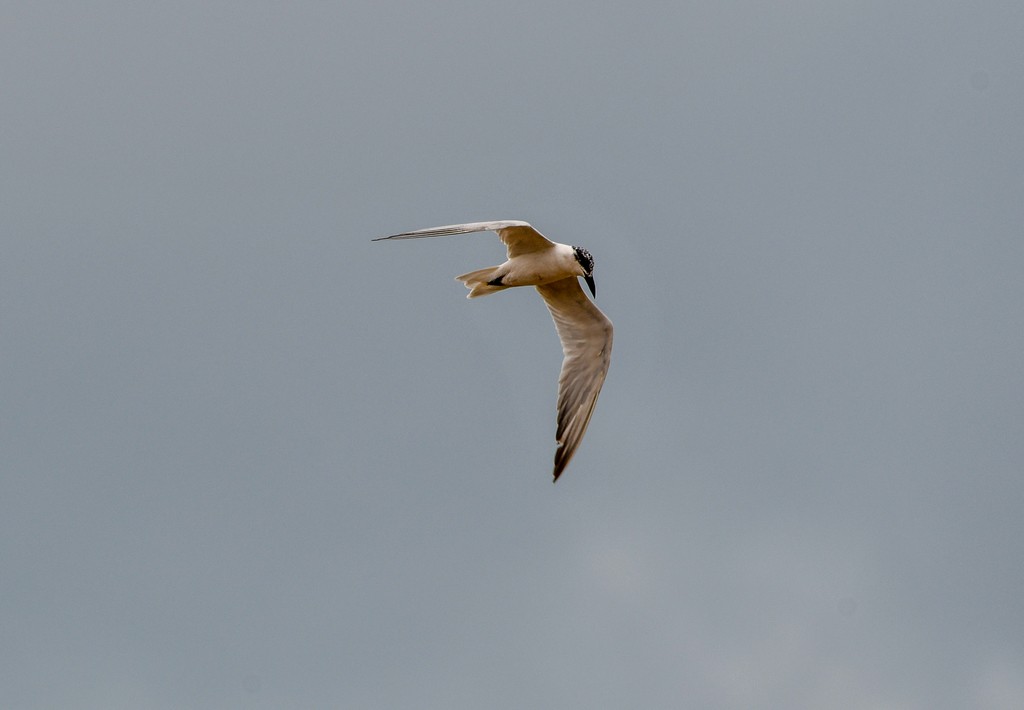 Australian Tern - ML646285525