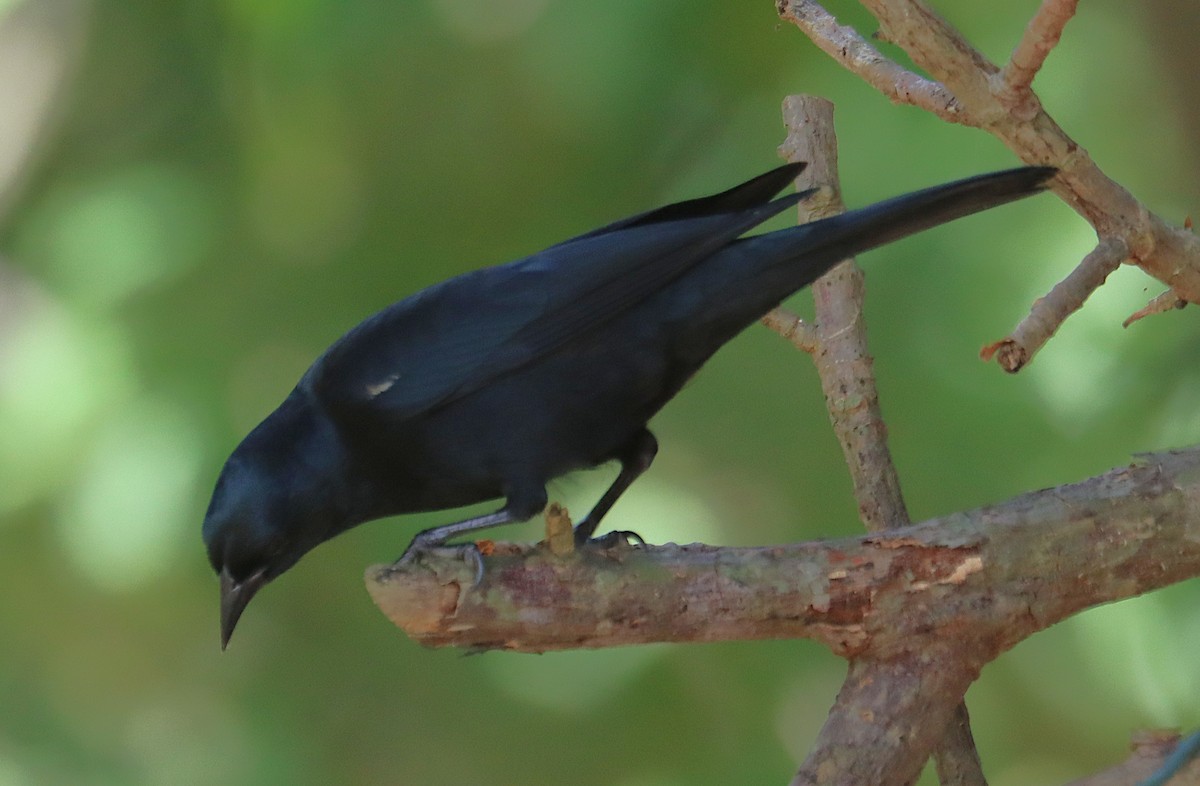 Tawny-shouldered Blackbird - ML646285526