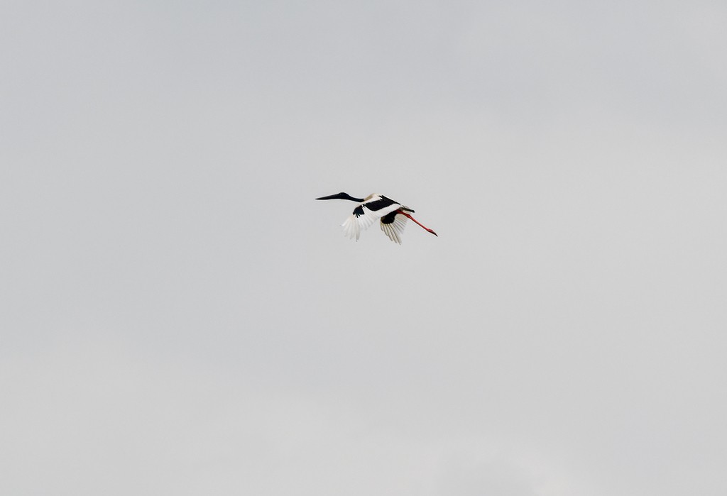 Black-necked Stork - ML646285527