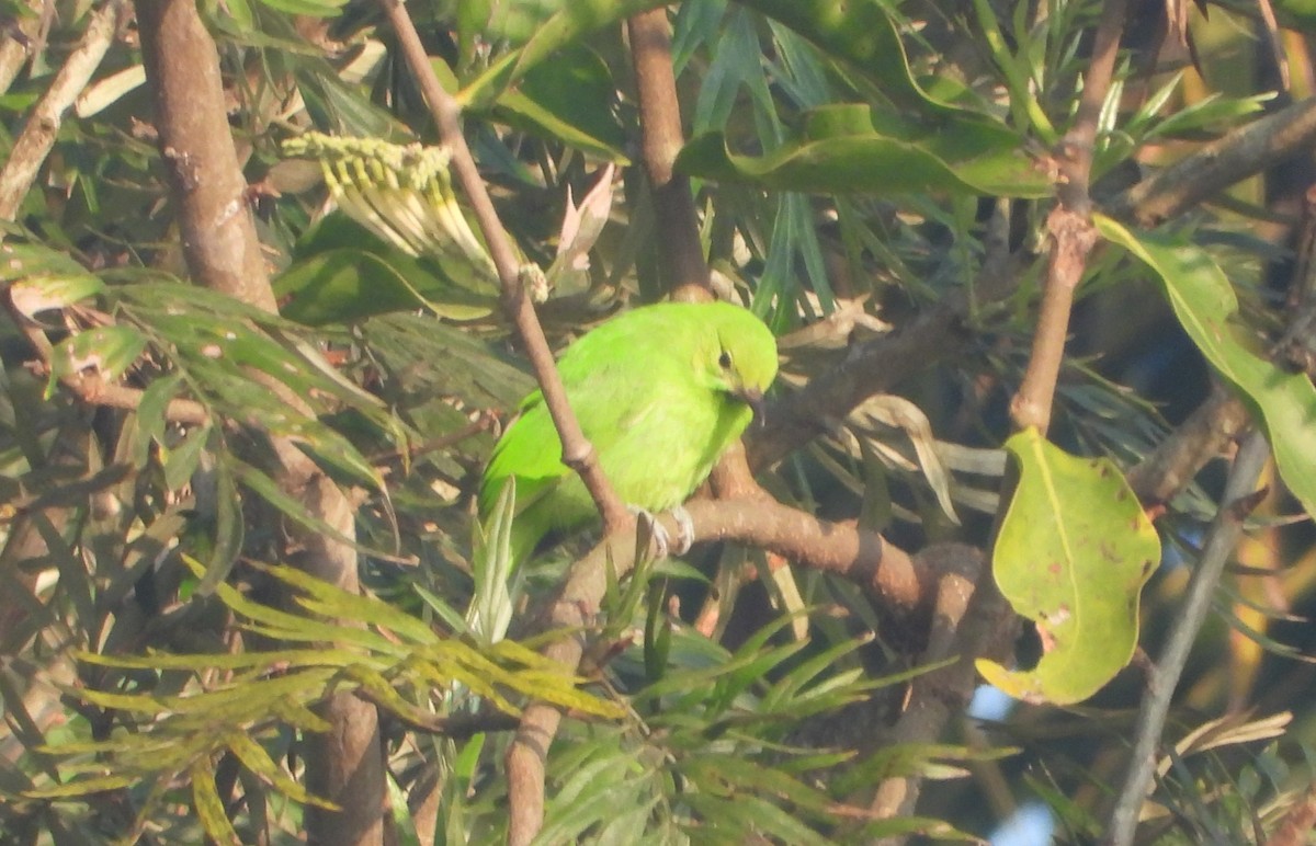 Jerdon's Leafbird - ML646285528
