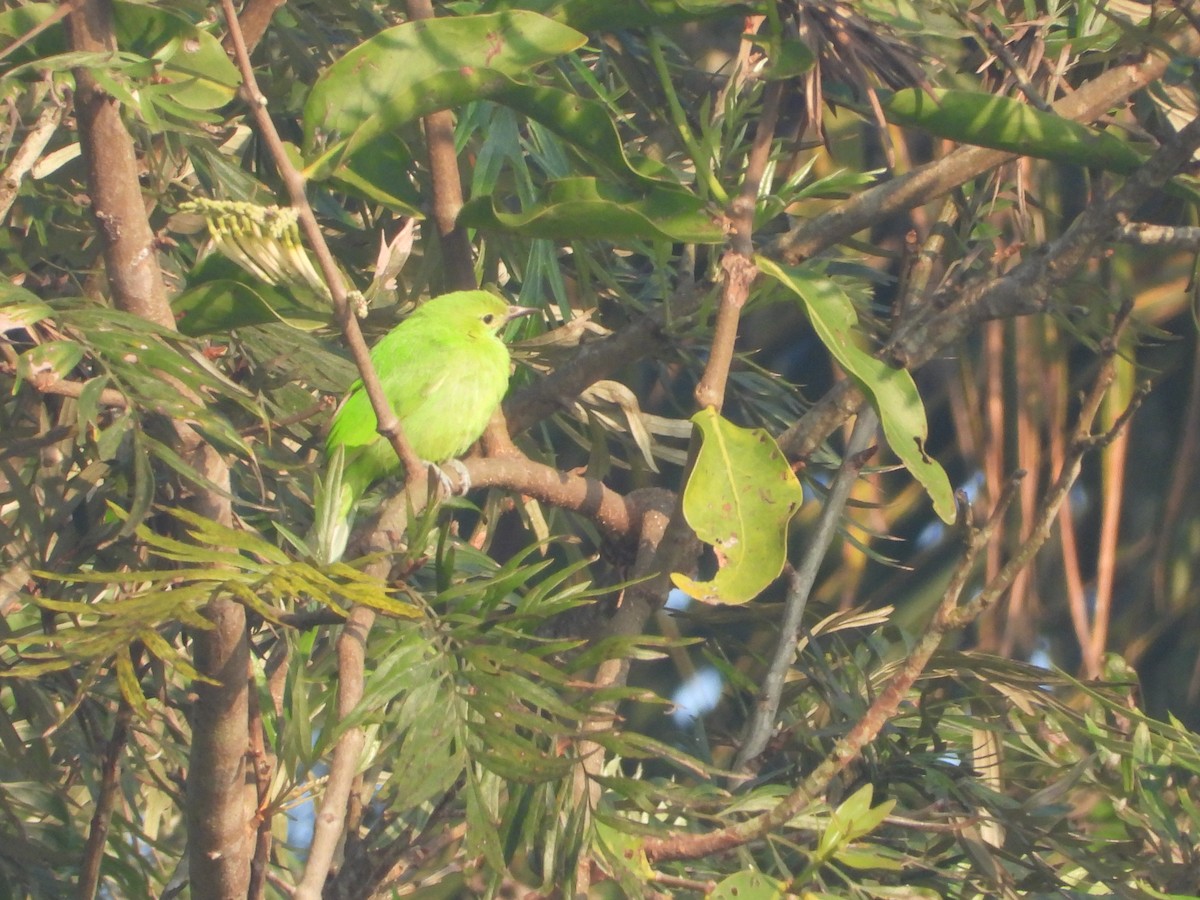 Jerdon's Leafbird - ML646285529