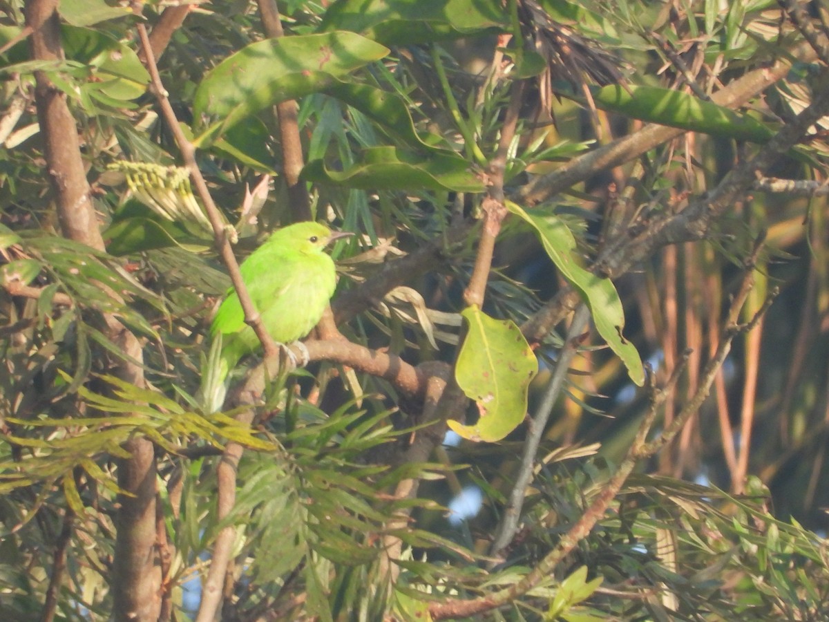 Jerdon's Leafbird - ML646285530