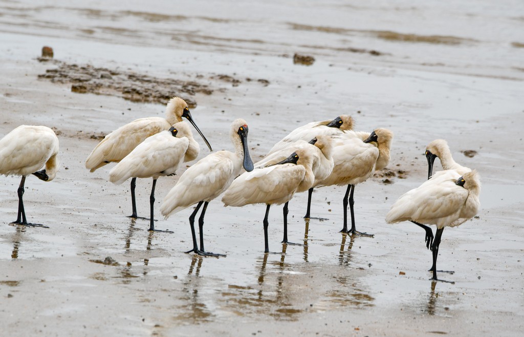 Royal Spoonbill - ML646285531