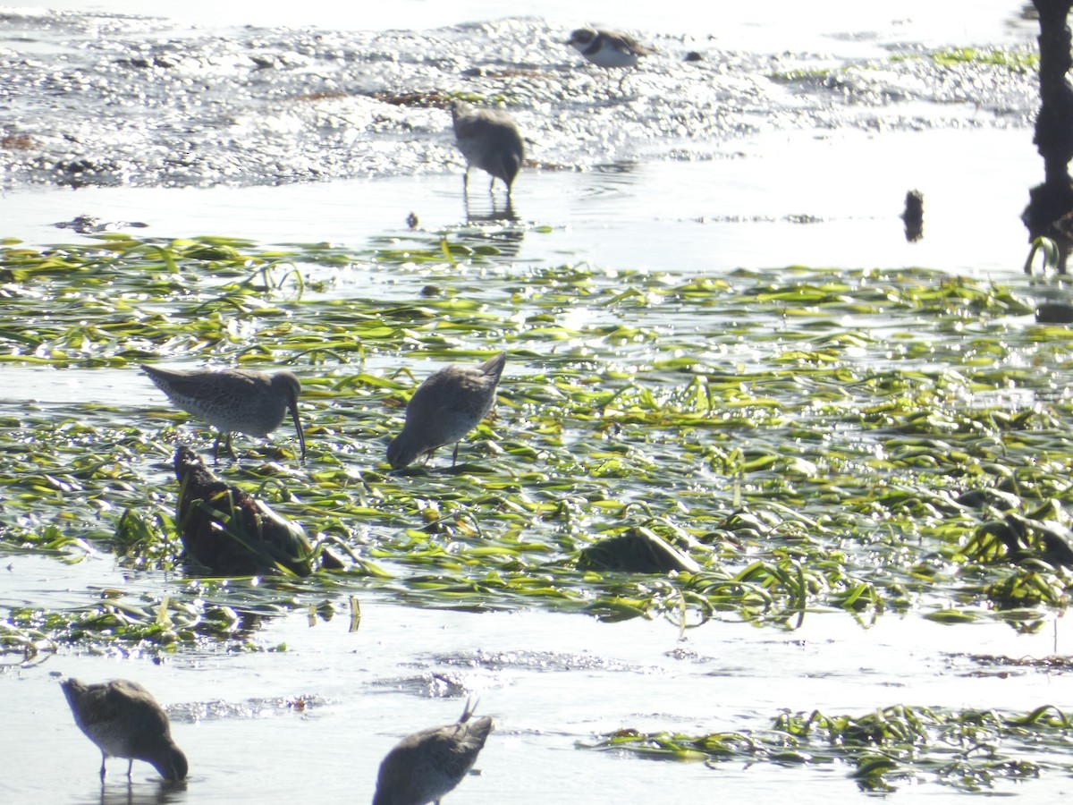 Long-billed Dowitcher - ML646285532