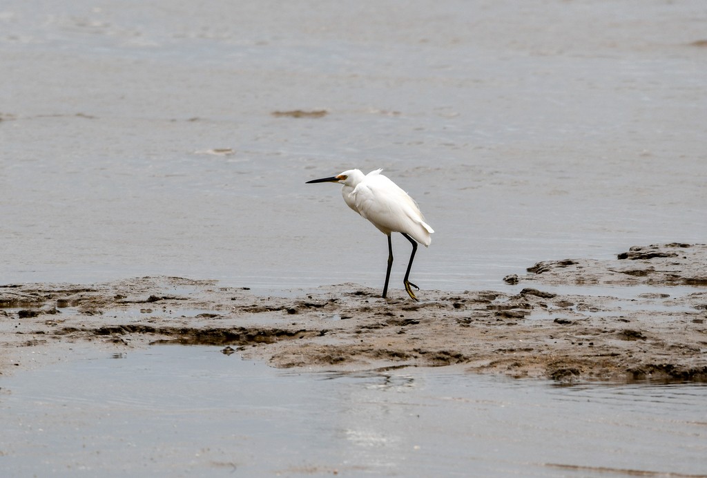 Little Egret - ML646285533