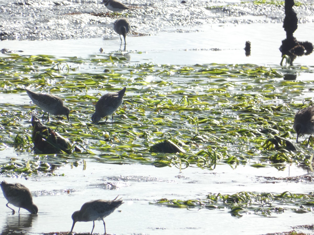 Long-billed Dowitcher - ML646285534