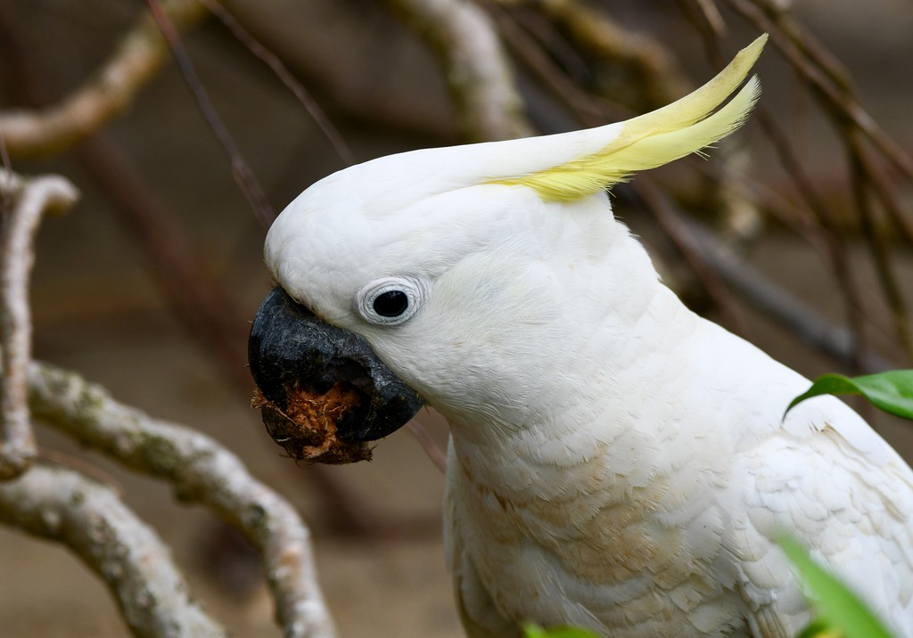 Sulphur-crested Cockatoo - ML646285535