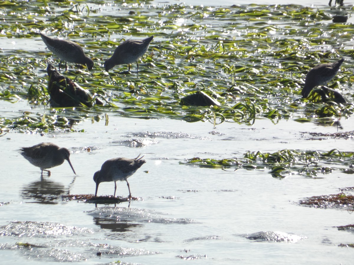 Long-billed Dowitcher - ML646285536