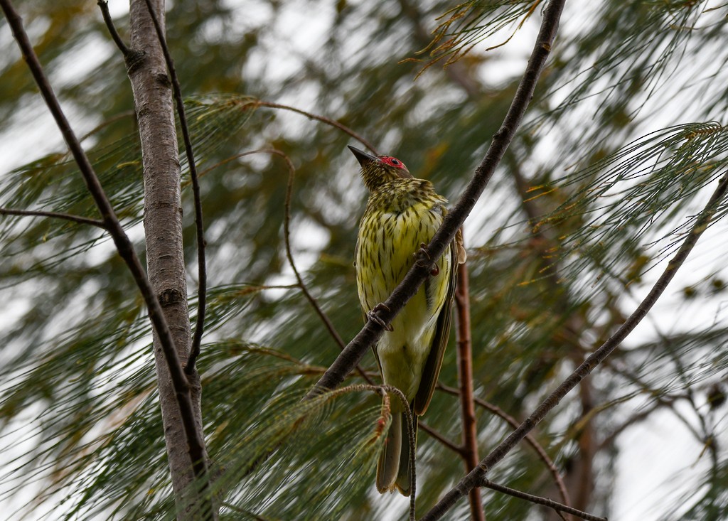 Australasian Figbird - ML646285537