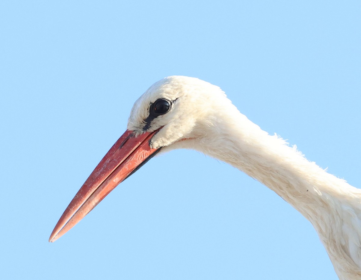 White Stork - ML646285538