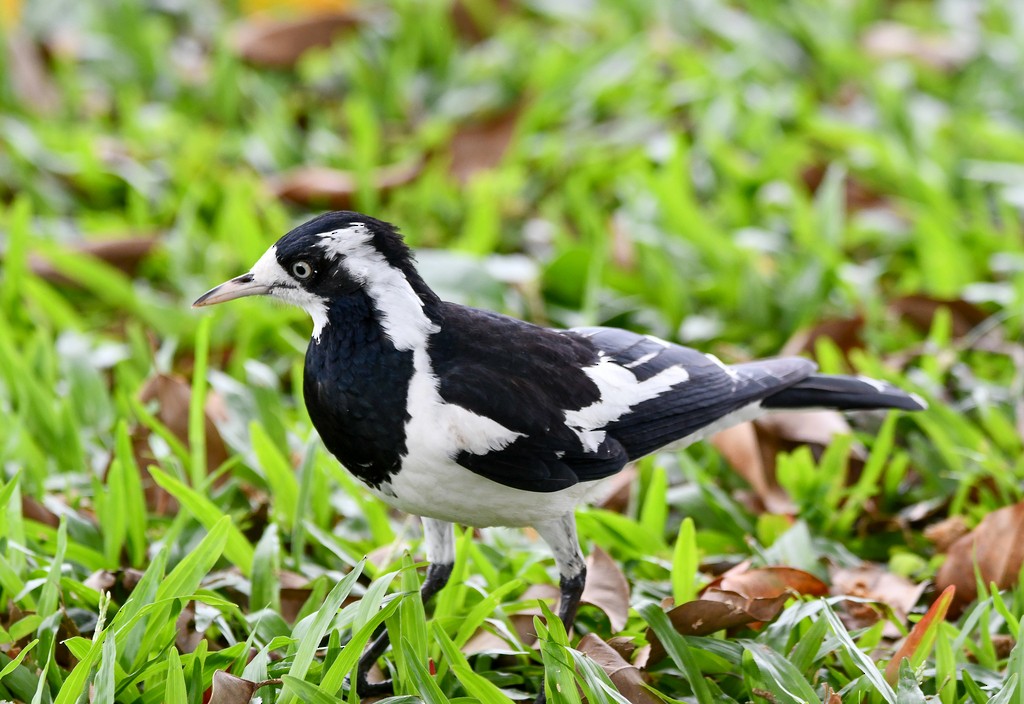 Magpie-lark - ML646285539