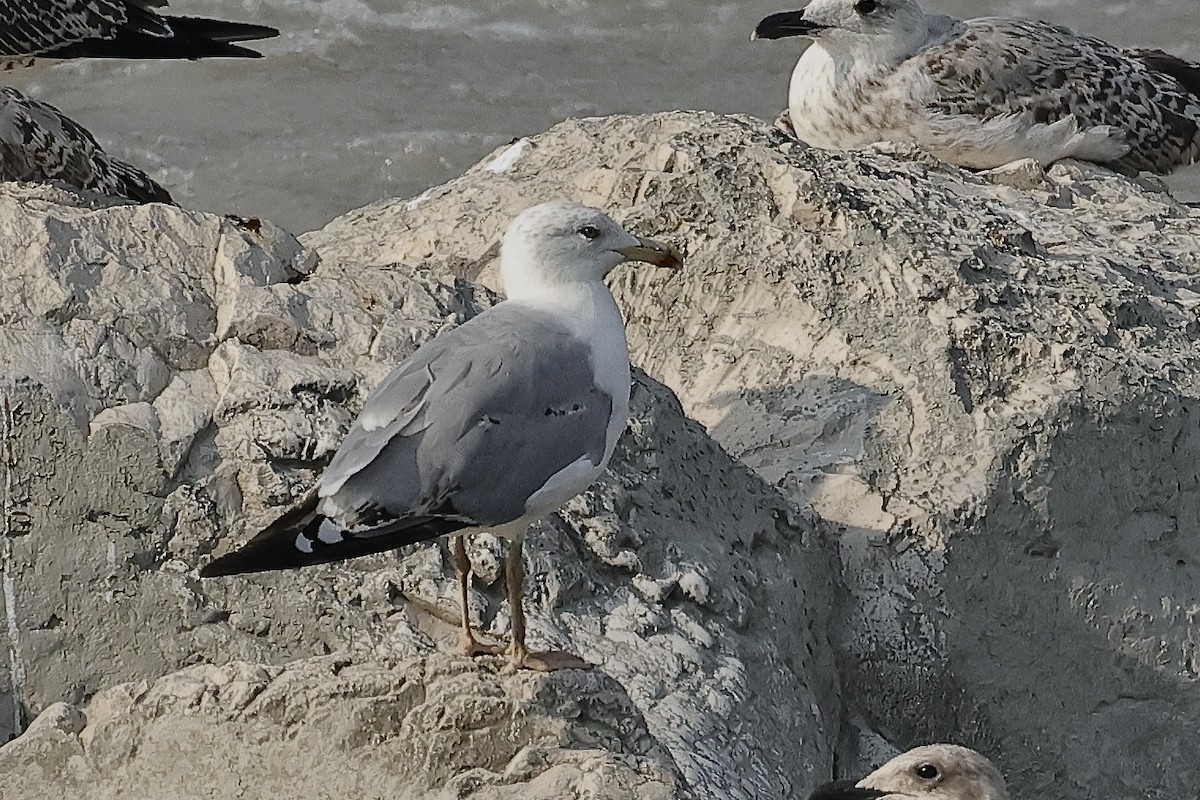 Armenian Gull - ML646285540
