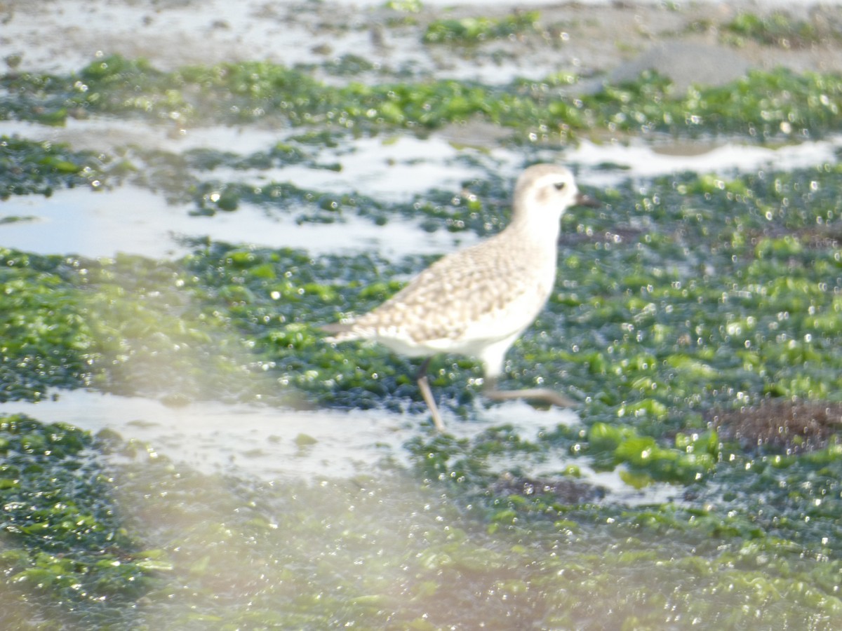 Kiebitzregenpfeifer - ML646285541