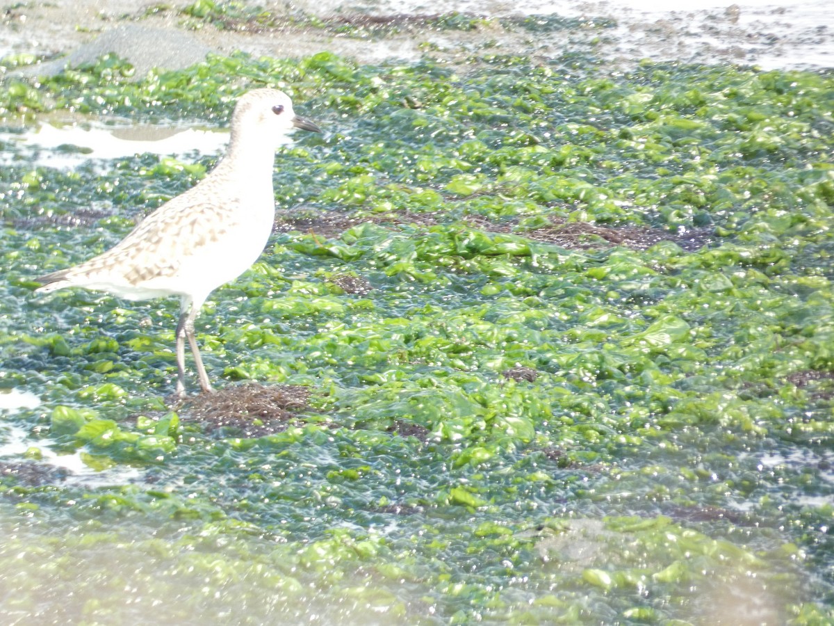 Black-bellied Plover - ML646285542