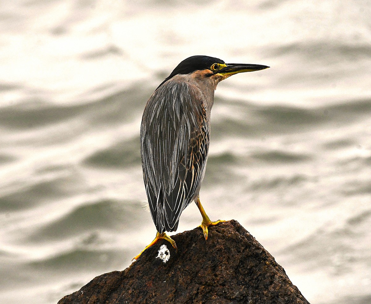 Little Heron - ML646285543