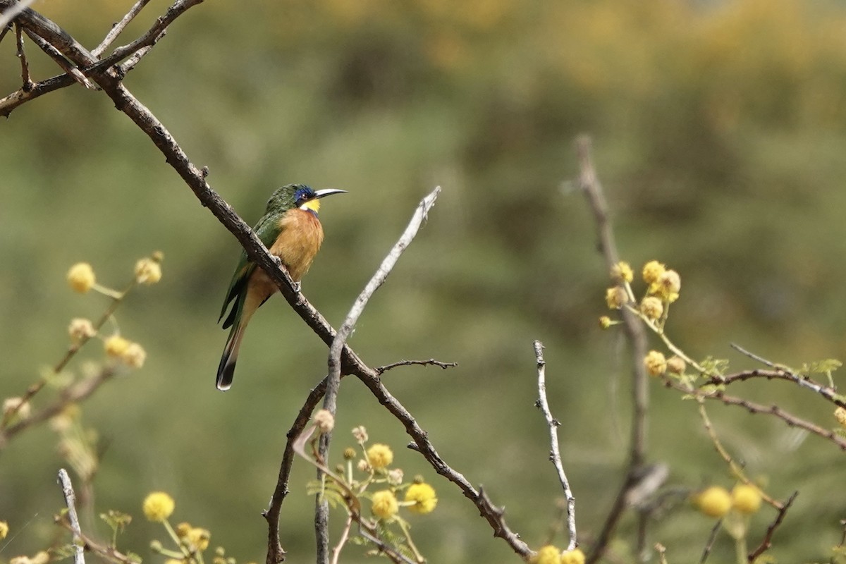 Ethiopian Bee-eater - ML646285544