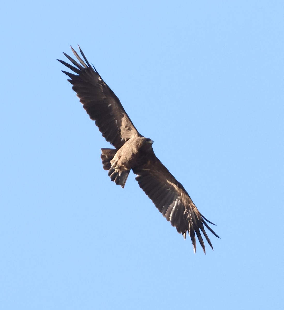 Greater Spotted Eagle - ML646285545
