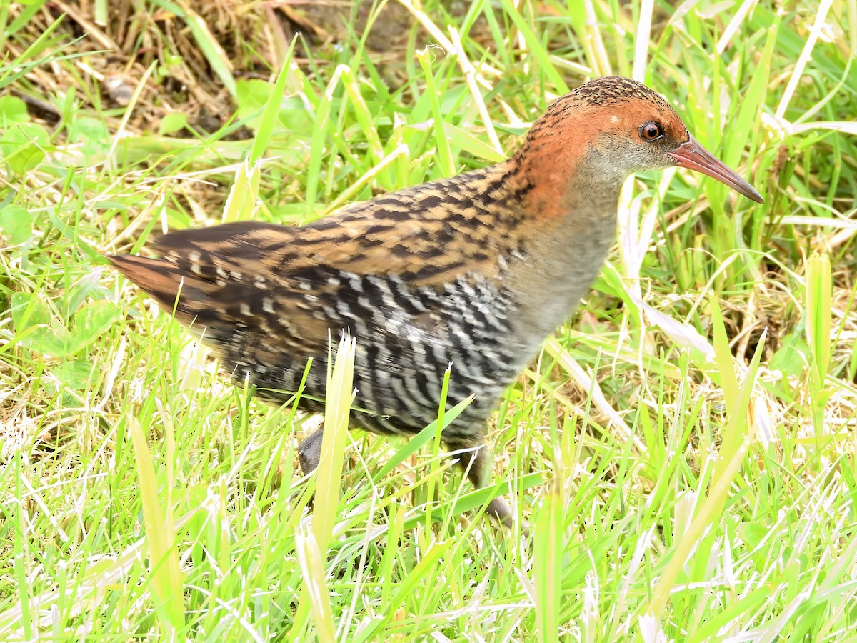 Lewin's Rail - ML646285546