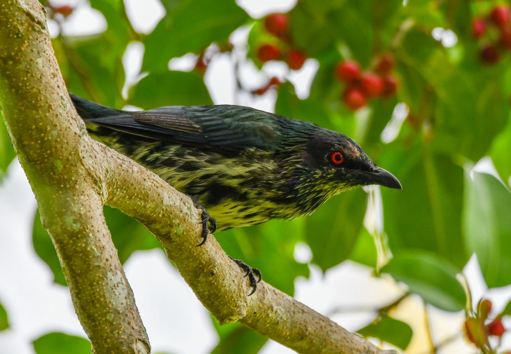 Metallic Starling - ML646285548