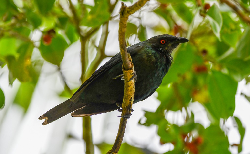 Metallic Starling - ML646285549