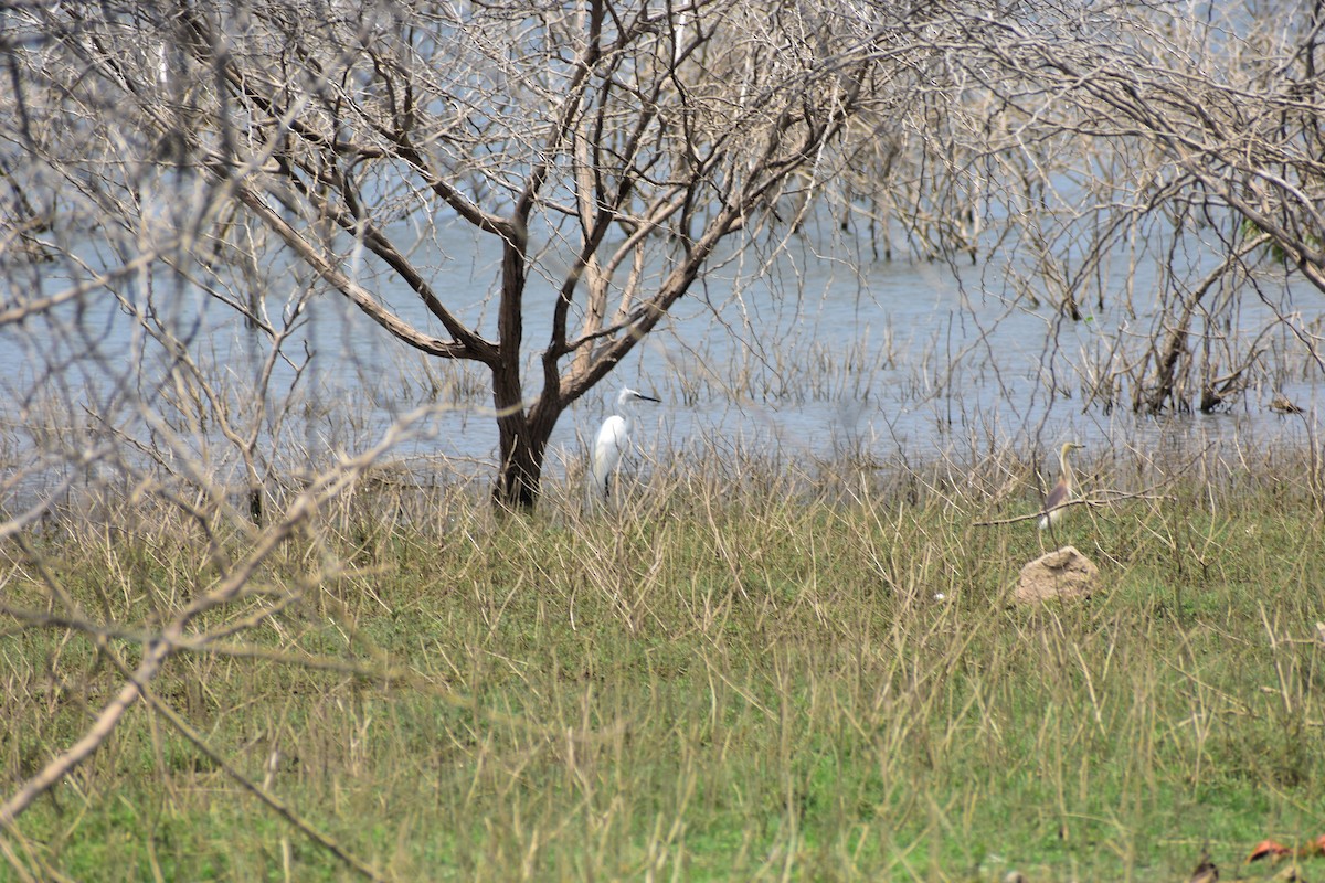 Aigrette garzette - ML646285550