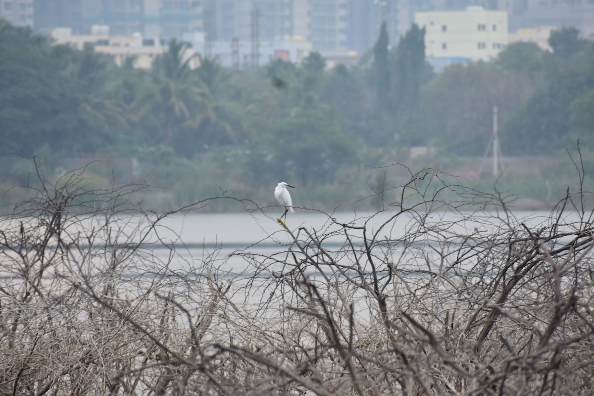 Aigrette garzette - ML646285551