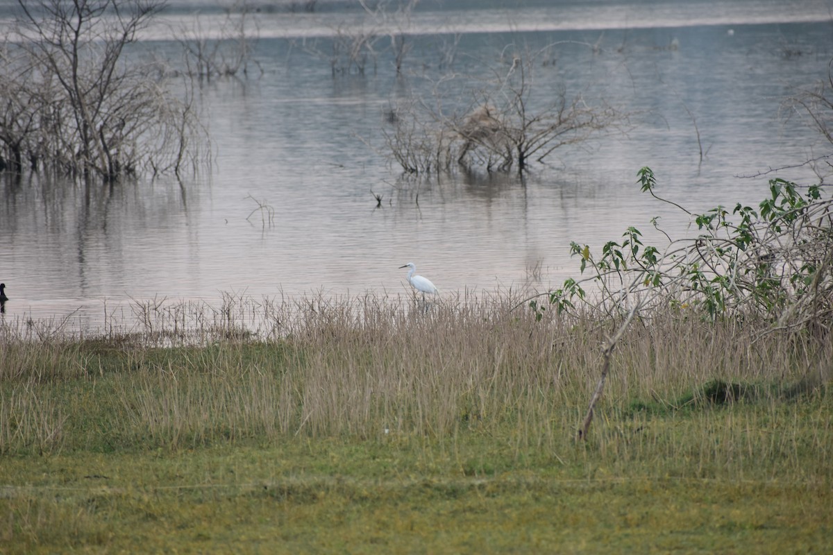Aigrette garzette - ML646285552