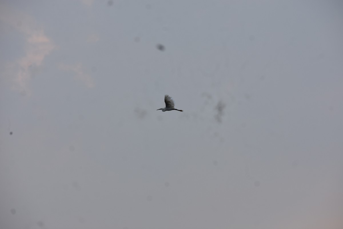 Little Egret - ML646285553