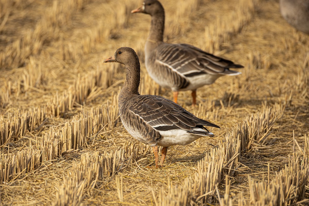 Blässgans - ML646285559