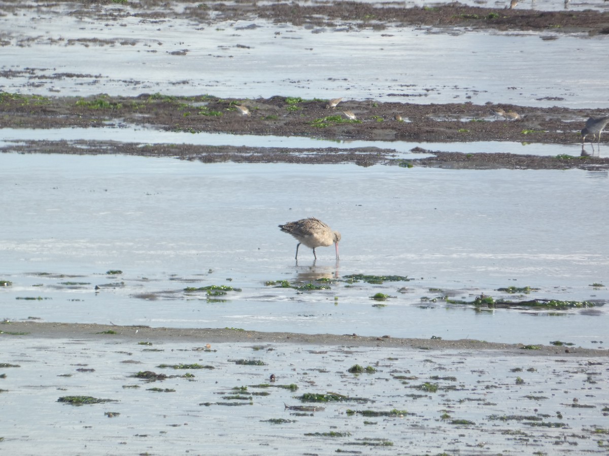 Marmorschnepfe - ML646285560