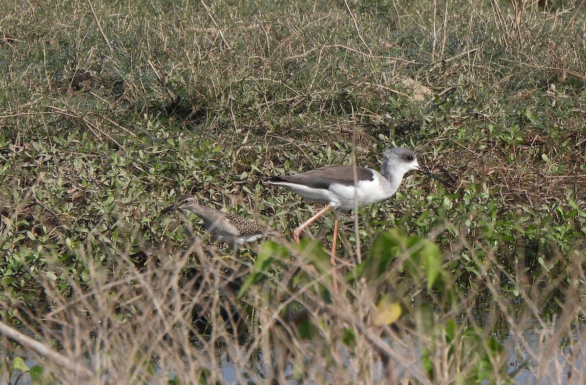 Bruchwasserläufer - ML646285561