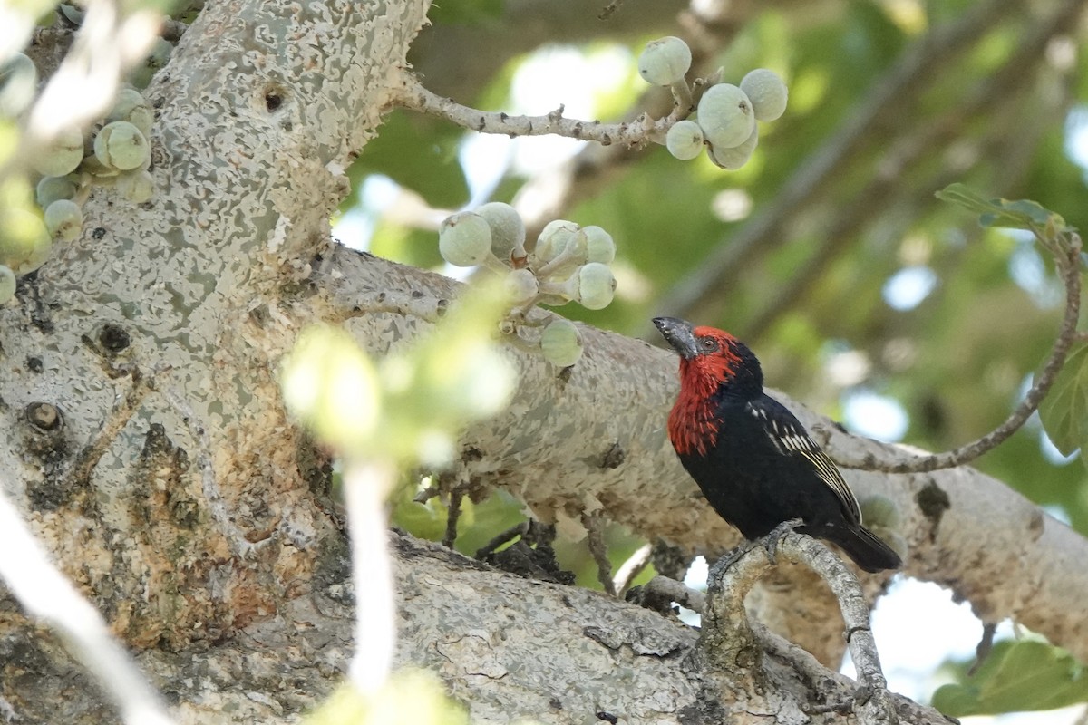 Purpurmasken-Bartvogel - ML646285562