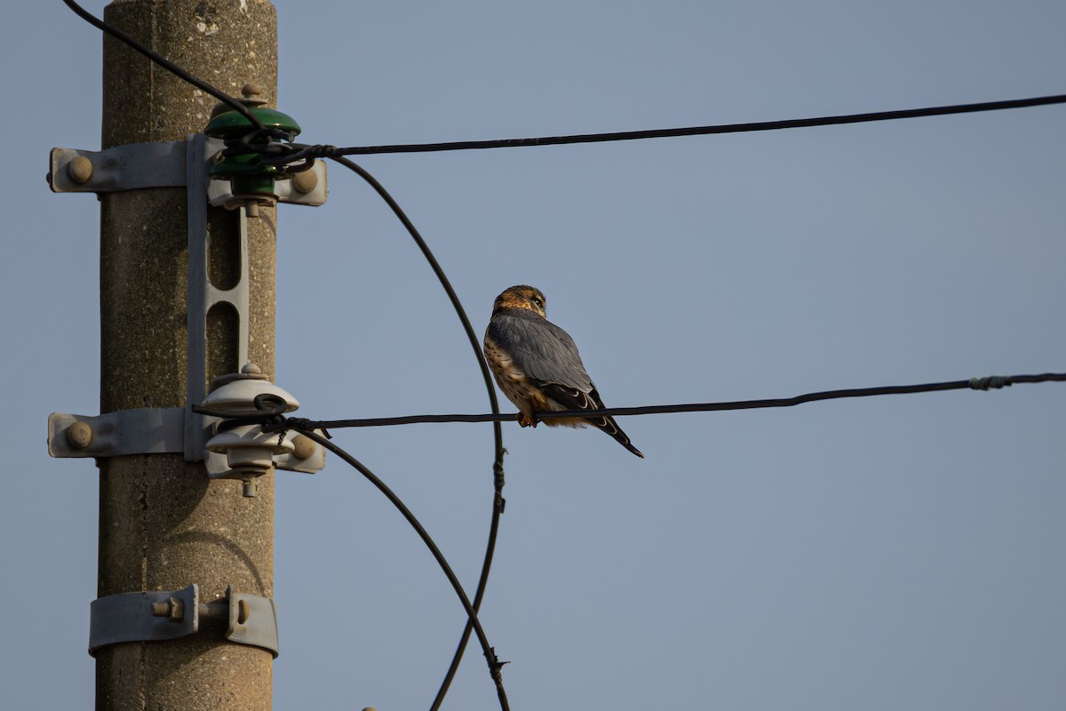 Merlin - ML646285563