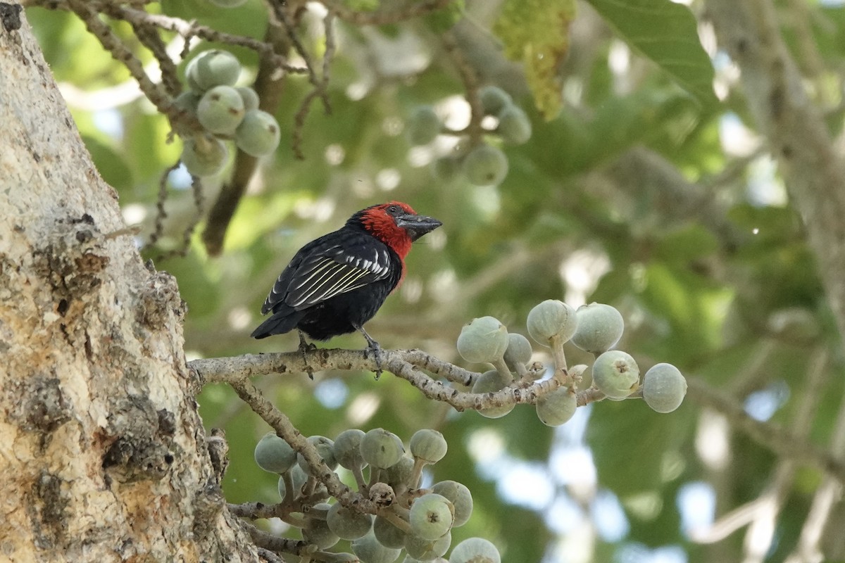 Purpurmasken-Bartvogel - ML646285564
