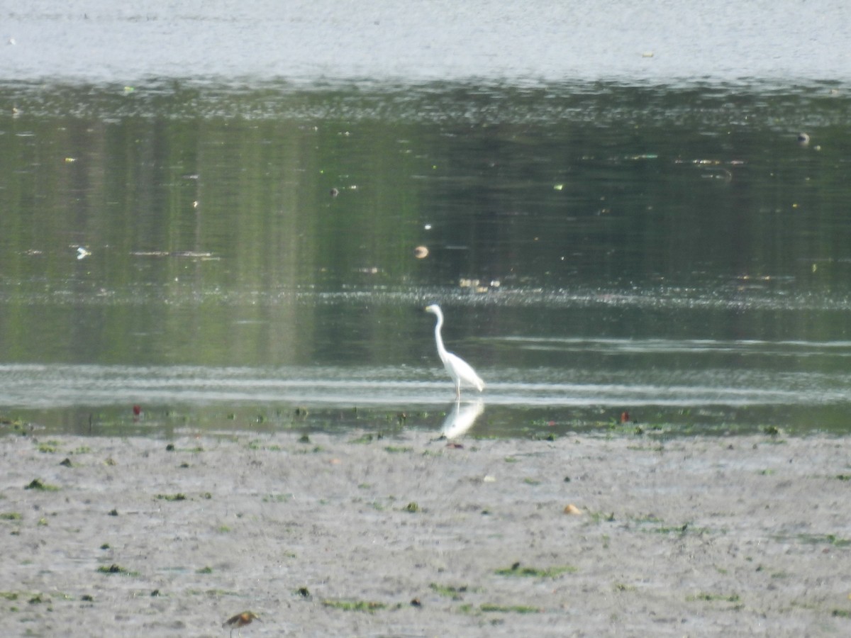 Asienmittelreiher - ML646285565