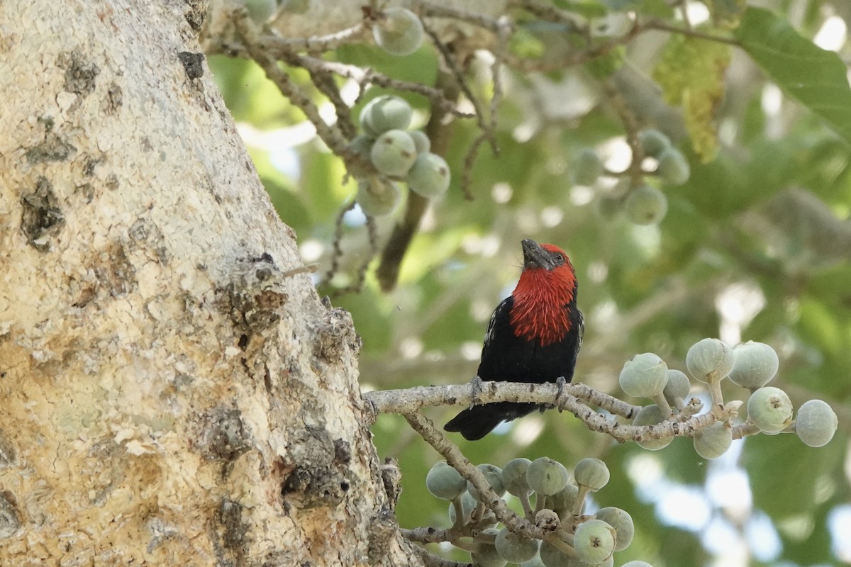Purpurmasken-Bartvogel - ML646285566