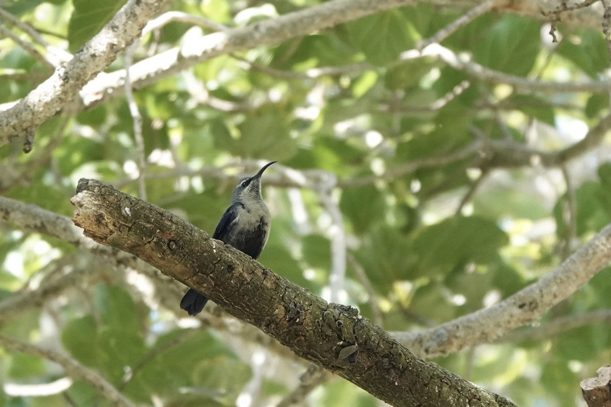 Tacazzenektarvogel - ML646285567