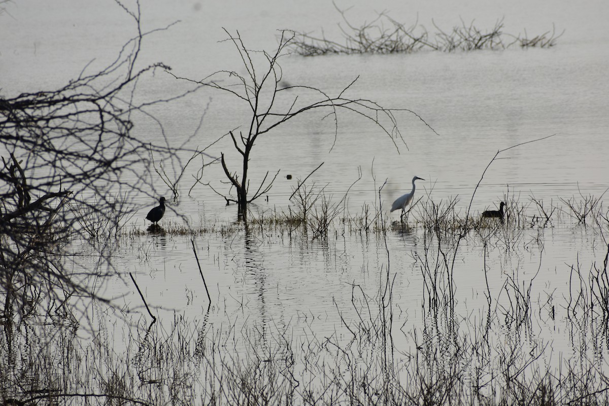 Seidenreiher - ML646285568