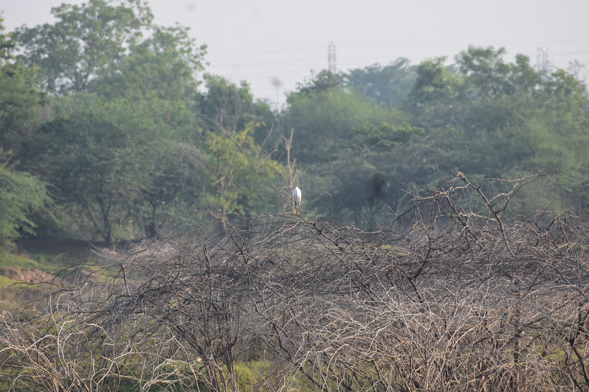 Seidenreiher - ML646285569