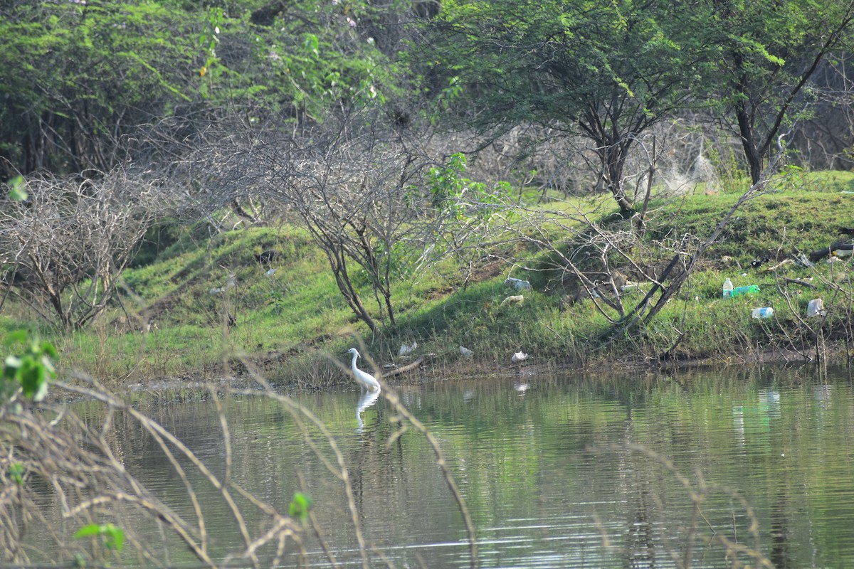 Seidenreiher - ML646285570