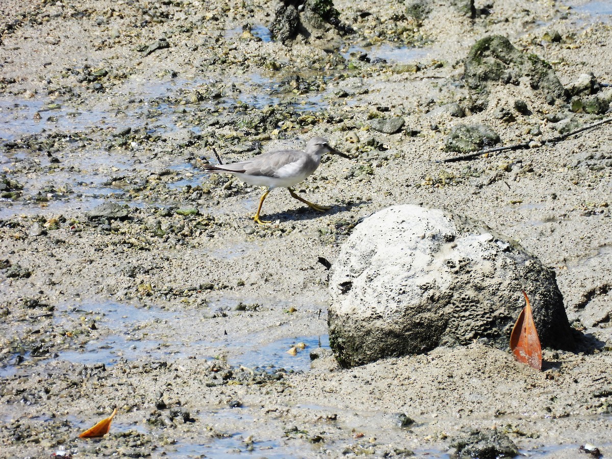 Grauschwanz-Wasserläufer - ML646285571