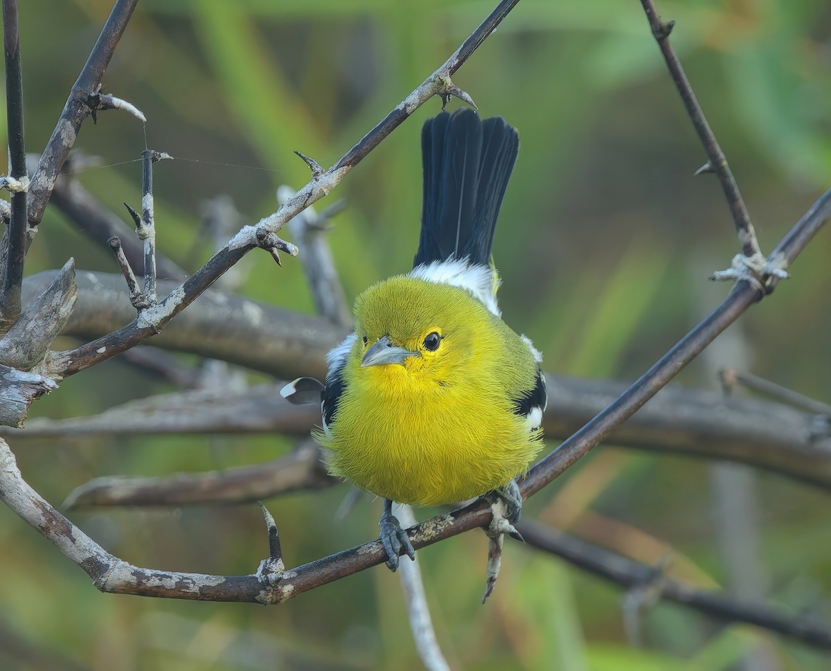 Garteniora - ML646285574