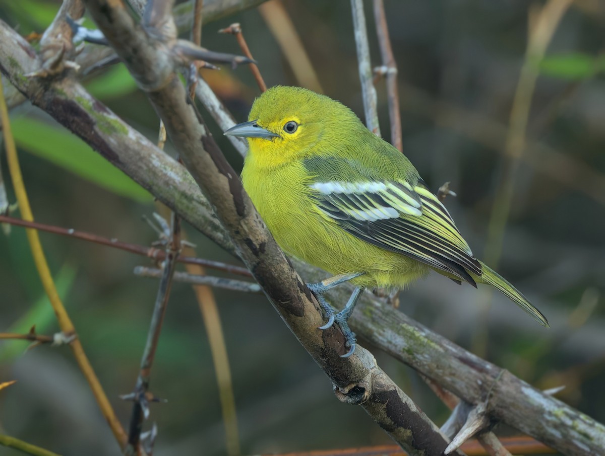 Garteniora - ML646285575