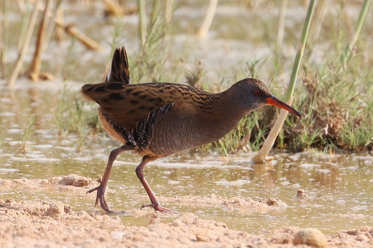 Усны түнжүүр - ML646285576